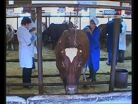 Video: Agrofirma Nestor U Selu Shushary, Okrug Puškin