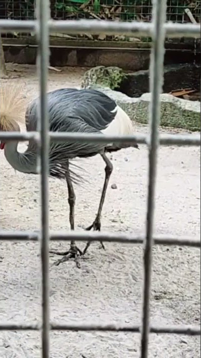 burung jenjang mahkota#shorts#birds#zoo
