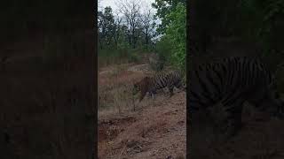 Today Evening Sighting Trishul Male Tiger Entry in Shedegaon Safari Gate #tadoba #tiger #wildlife 🐅🐅