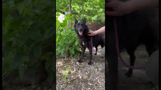 Black Beauty Fenya wurde aus dem Wasser gerettet 💚 (ARK, Ukraine)