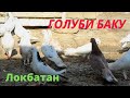 Бакинские голуби Меликрзаева Рашада в Баку (пос.Локбатан)