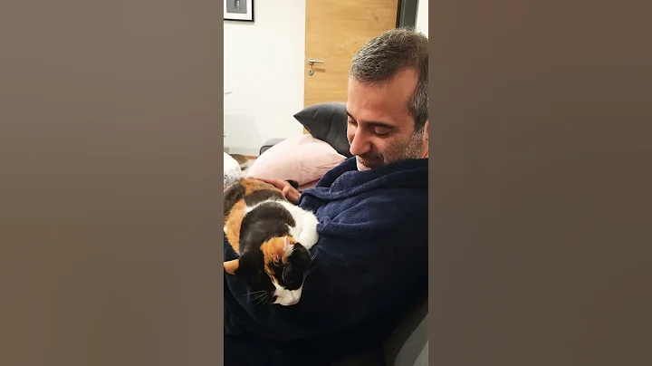 Sleepy Cuddle Time! 😻💤 My Cat is Dozing Off in My Arms#SleepyCat #CuddleTime #CuteCats #CatLovers