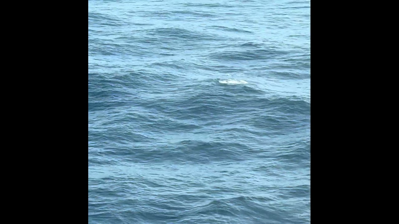 Dolphins at Play