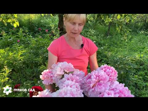 Video: Peony Arxa Oval