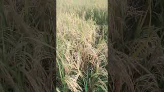 Its Trending Thodi Hawa Aane De