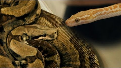Snake Bytes TV - Snake Opposites : SnakeBytesTV