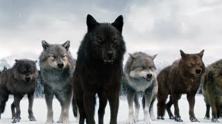 Клип про волков оборотней из фильма сумерки