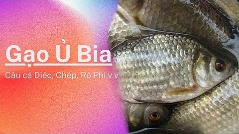 Gạo Ủ Bia - Hướng dẫn làm mồi câu cá Diếc, Chép, Rô Phi - Recreational fishing