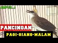 PANCINGAN TRUCUKAN AGAR CEPAT BUNYI PAGI SIANG MALAM HARI