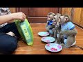 The 3 Siblings Queue Up In Line For Their Cereal Cakes