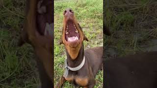 Doberman playing #trendingshorts #doberman #doglover #youtubeshorts #animals #viral #dog