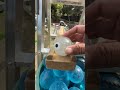 Marble Run ☆ Genius Freedom Marble Run ♪②