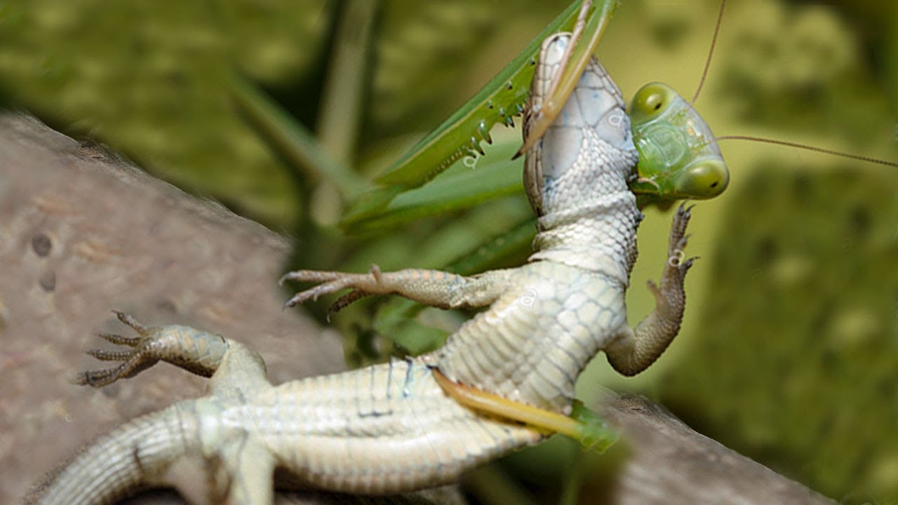 Praying Mantis attacks and eats Lizard