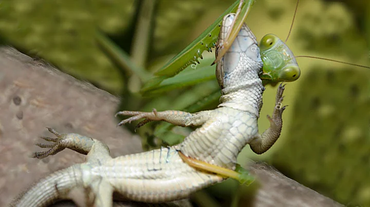 Praying Mantis attacks and eats Lizard - DayDayNews