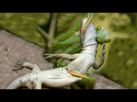 Video: Quaking Grass haqida ma'lumot - Rattlesnake o'tini qanday etishtirish kerak