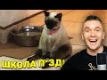 ЗАСМЕЯЛСЯ - ПОДПИСАЛСЯ!! ЛУЧШИЕ ПРИКОЛЫ 2020 ТЕСТ НА ПСИХИКУ УГАР! #241 РЕАКЦИЯ АУРУМА!