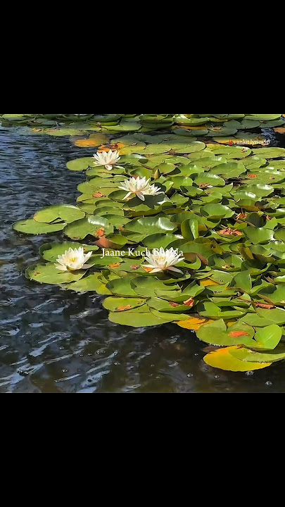 Mann Mera (Original Version) – Gajendra Verma | Aesthetic Lyrics Video #shorts #song #lyrics