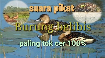 Suara pikat burung belibis jernih dan ampuh