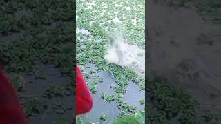 BD FISHING LIFE #foryou #sorts #safanafishing #viralvideo #villagelife