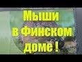 Мыши в Финском доме !