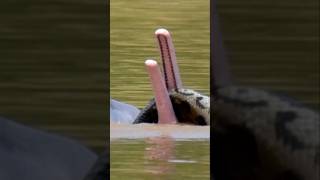 ¿Sabías que los delfines cazan serpientes gigantes? 🤯 #delfines #anaconda #epico