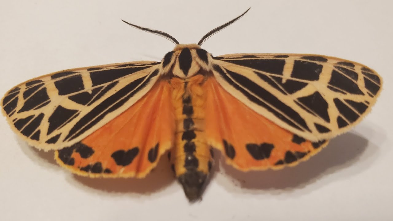 Grammia virgo Male (Arctiidae tiger moth)