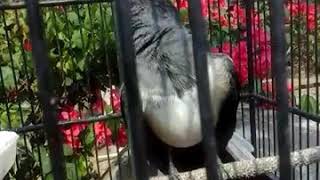 Download Lagu KACER BETINA BIRAHI TINGGI MP3