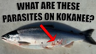 Parasites on Kokanee?