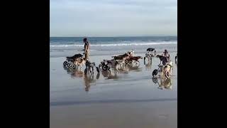 Dozens of Special Needs Rescue Dogs in Wheelchairs Running on Beach in Morocco!
