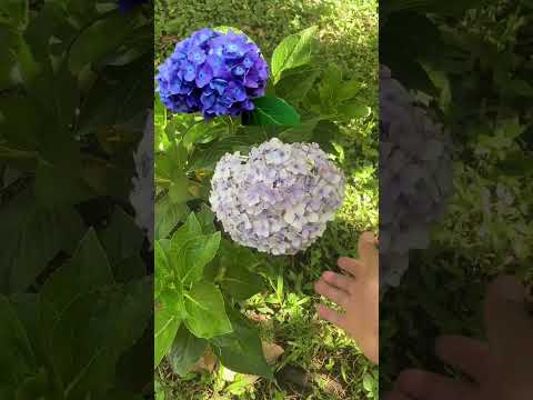 Video: Cambiar el color del arbusto de hortensias: cómo hacer que las hortensias cambien de color