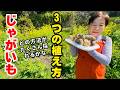 春ですね!ジャガイモを植えていきます。3種類の植え方をご紹介します!