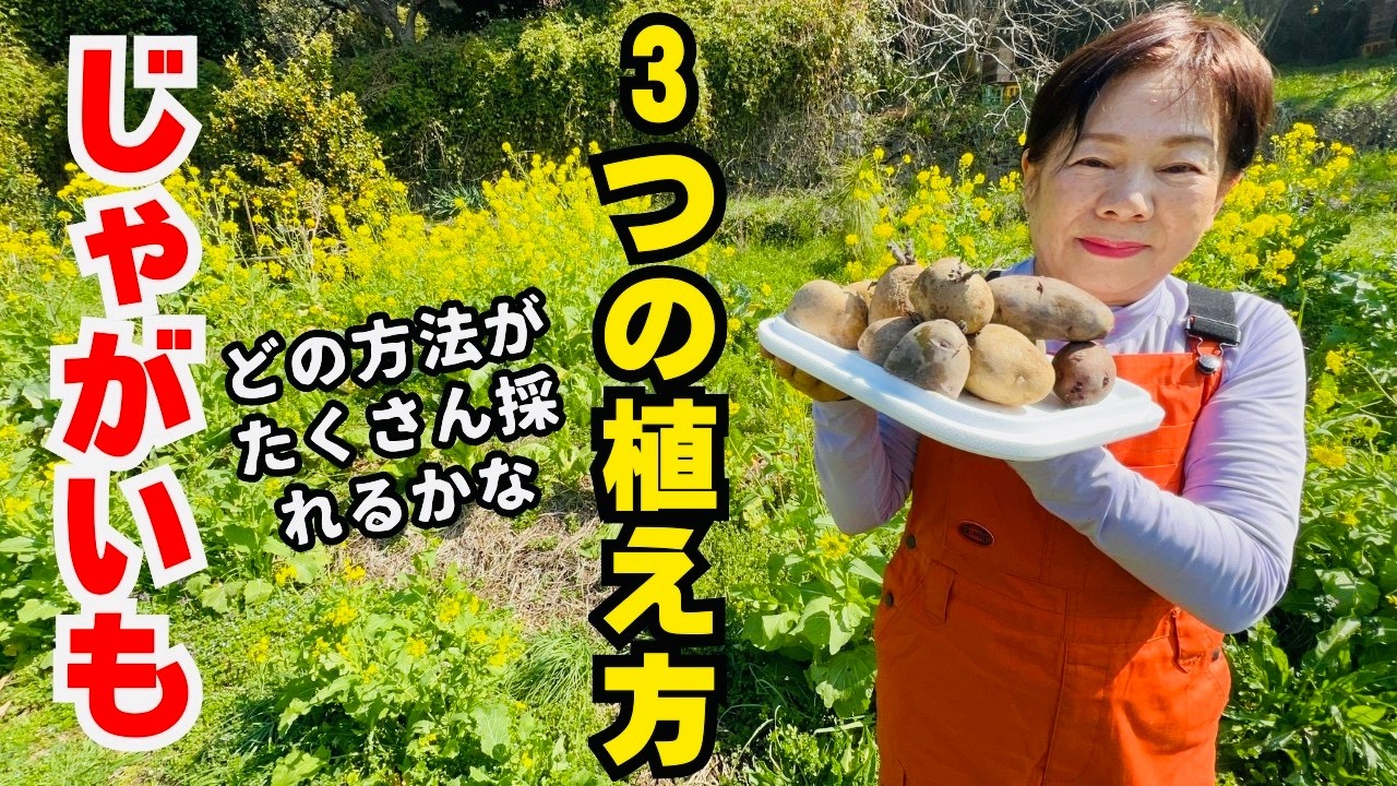 It 木村家① ジャガイモ野菜
