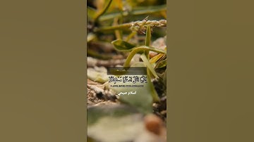 حتى إذا اتو على واد النمل... القارئ اسلام صبحي