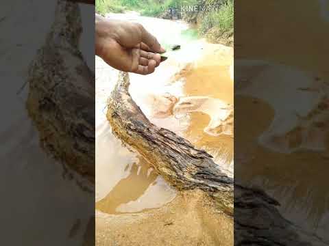 cara memancin burung ruak2 di jamin jitu 