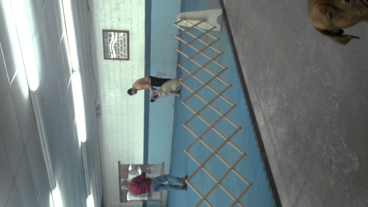 Kingston at obedience class YouTube