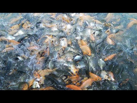 30 Gambar  Ikan Gabus Di Danau Inspirasi Spesial 