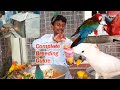 Proper Breeding Guide Tips Of exotic Birds Parrots / Perfect Care And Treatments of Birds.