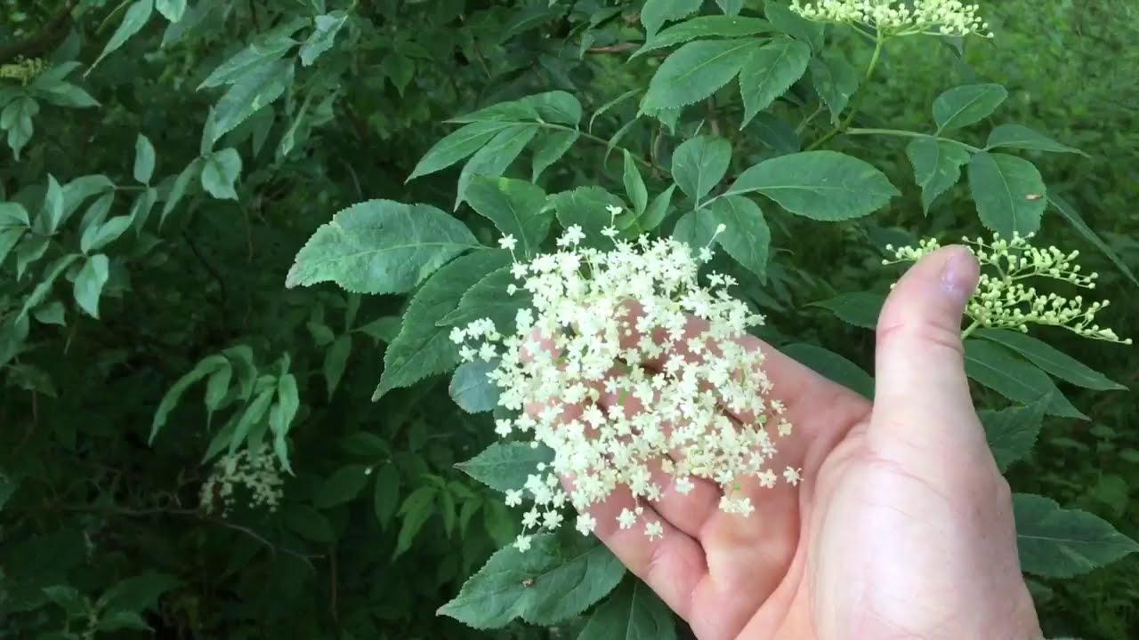 A few wild edibles along a river bank walk