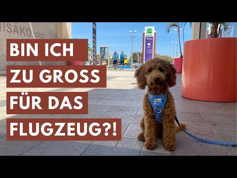 Video: Die Tatsache, die jede Hundperson wissen sollte + Ruf von den Gebirgsoberseiten