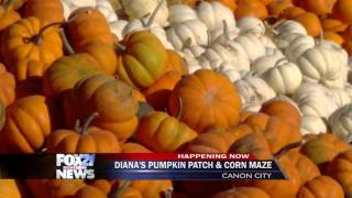 Diana's Pumpkin Patch & Corn Maze on FOX21 Morning News
