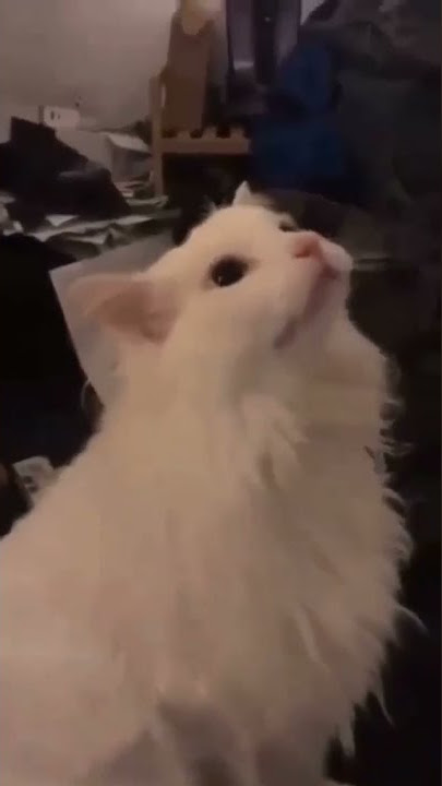 Kucing suara nada dering hp