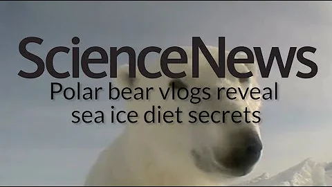 Polar bear vlogs reveal sea ice diet secrets | Sci...