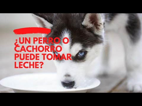 Video: Perro Solo Escucha Cuando Hay Un Regalo - Puramente Cachorro