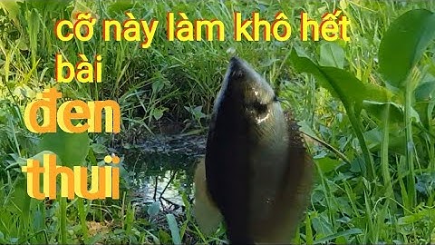 câu cá sặc rằn | săn bầy cá sặc rằn già về làm khô  @TAMCARO