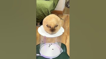 Thumbnail of Please forget what I look like. Some guinea pigs become a ball and a rat. Daily sharing. Guinea