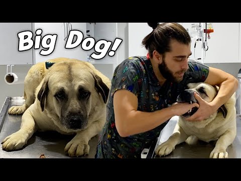 DEV ÇOBAN KÖPEĞİ! ( Haplarını Elimle Yedirdim! )