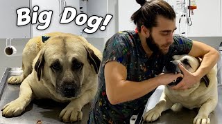 Huge Shepherd Dog! ( giving pills through mouth )