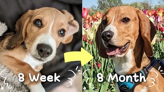 OUR PUPPY GROWING UP - 8 WEEKS TO 8 MONTHS by Dino Wearing White Socks穿白袜子的迪诺 5,558 views 3 years ago 6 minutes, 35 seconds