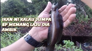 HARUAN PALAS ( CHANNA MELASOMA )