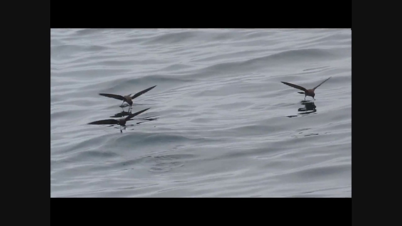 Elliot's (or White-vented) Storm-Petrels in the Galapagos, © Bruce G. Marcot